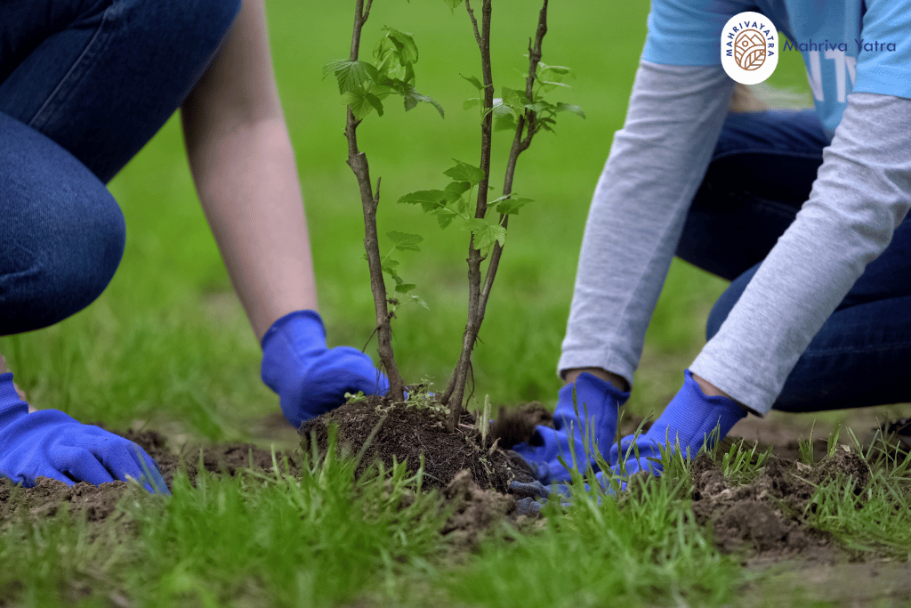 tree planting project