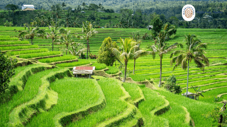 Ekowisata Bali Jatiluwih Rice Terraces