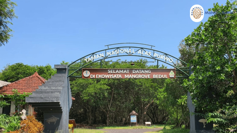 Ekowisata Mangrove Bedul Banyuwangi