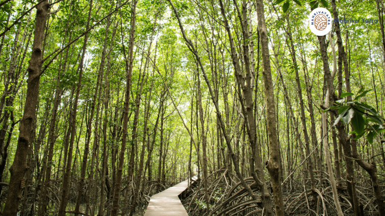 Tahura Ngurah Rai Hutan Mangrove Bali