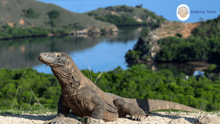 Taman Nasional Komodo Nusa Tenggara Timur sebagai destinasi green tourism
