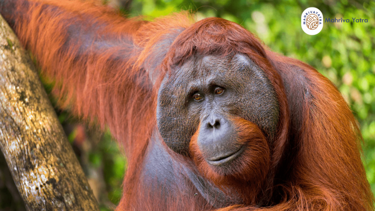 Taman Nasional Tanjung Puting habitat orangutan Kalimantan