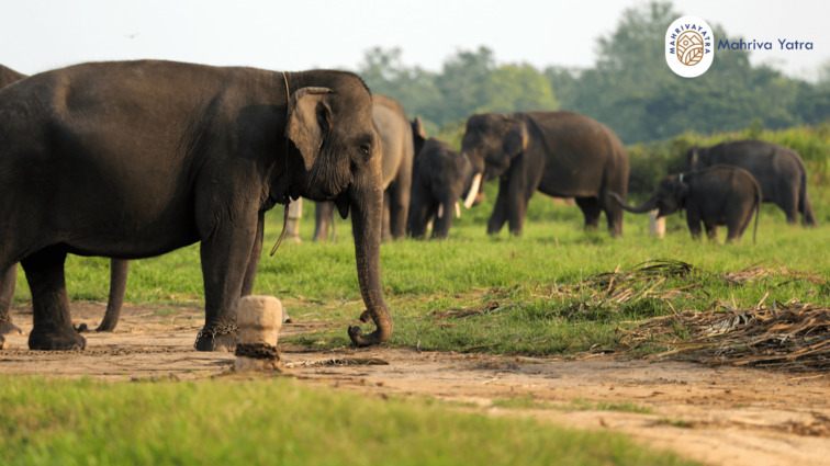 Taman Nasional Way Kambas sebagai pusat konservasi gajah Sumatra dan wisata ramah lingkungan