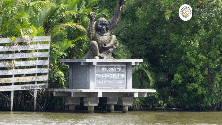 Taman Nasional Tanjung Puting sebagai destinasi wisata orangutan berkelanjutan