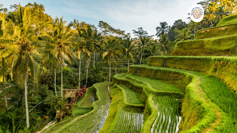 Tegalalang Rice Terrace Ubud