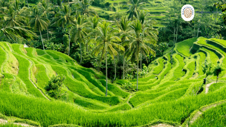 Hamparan persawahan Tegalalang Ubud Bali sebagai destinasi ekowisata budaya
